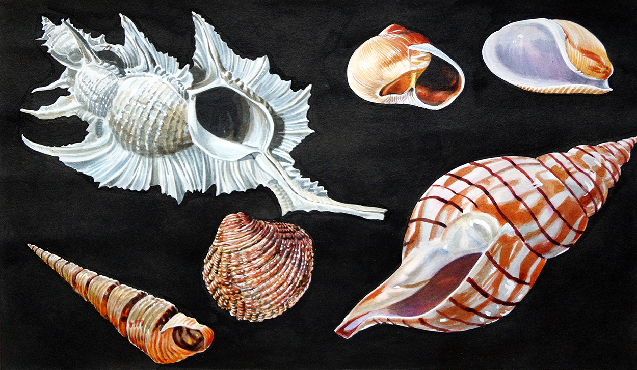 All Sorts of Sea Shells A (Original) art by Animals at The Illustration Art Gallery