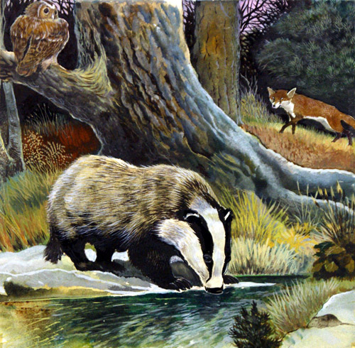 Badger, Fox and Owl (Original) by G W Backhouse Art at The Illustration Art Gallery