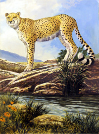 The Cheetah (Original)