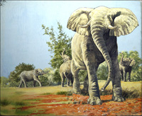 African Bush Elephants (Original)