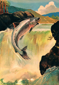 Salmon Leap (Original)