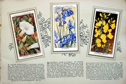 Complete Set of 50 Wild Flowers Cigarette cards in album (1936) at The Book Palace