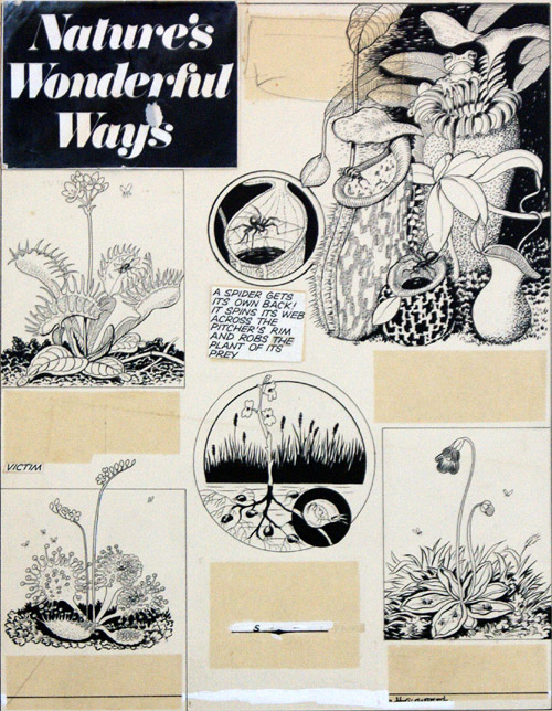 Plant Eats Animal (Original) (Signed) by Helen Haywood Art at The Illustration Art Gallery
