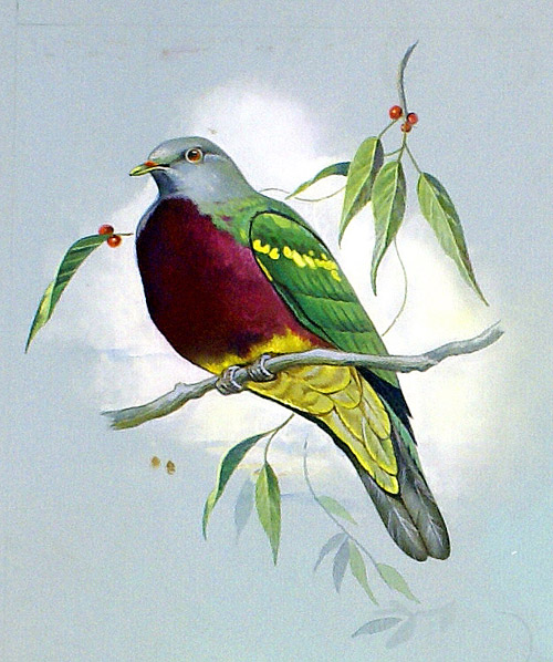 Magnificent Fruit Pigeon (Original) by Bert Illoss Art at The Illustration Art Gallery