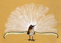 Lyre Bird (Original)