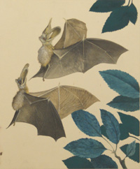 The Long-Eared Bat (Original)