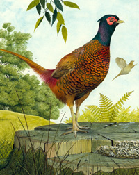 Cock Pheasant (Original)