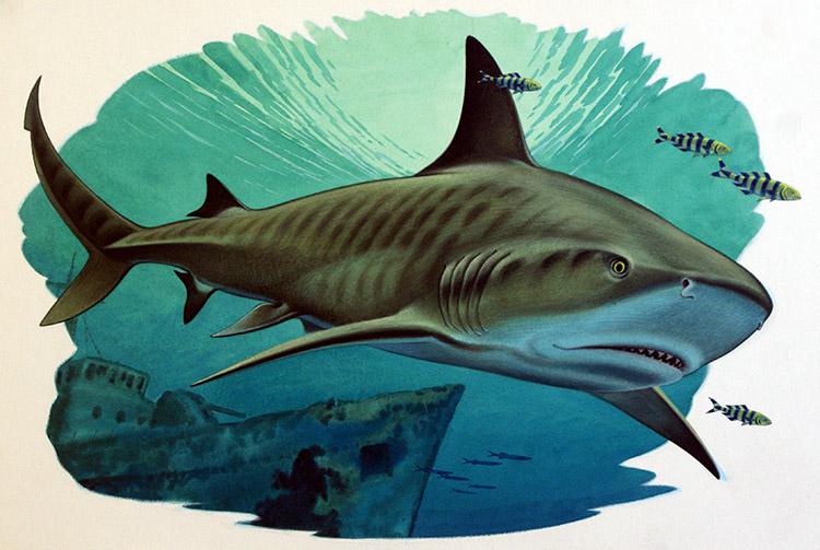 Tiger Shark and Pilot Fish with Naval Wreck (Original) by Bernard Long Art at The Illustration Art Gallery