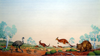 Animals of the Australian Outback (Original)