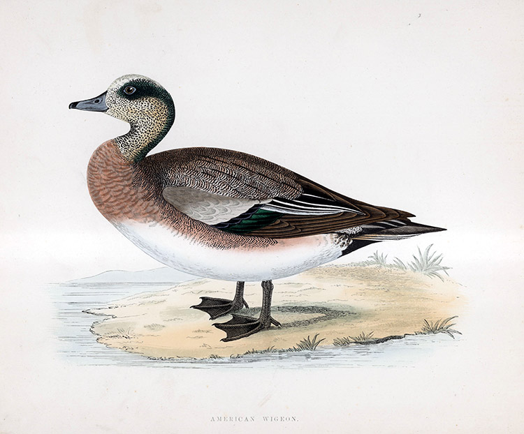 American Wigeon - hand coloured lithograph 1891 (Print) by Beverley R Morris Art at The Illustration Art Gallery
