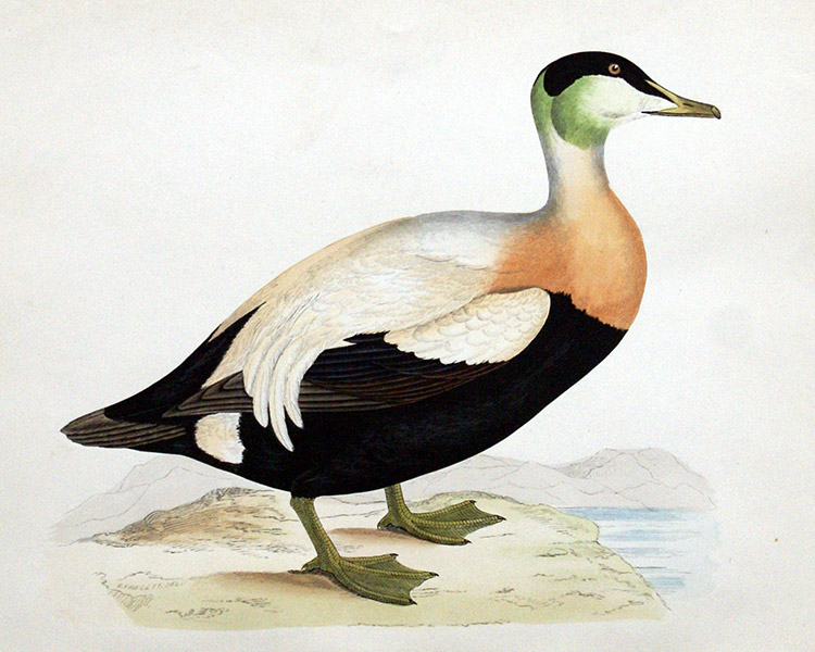 Eider Duck - hand coloured lithograph 1891 (Print) by Beverley R Morris Art at The Illustration Art Gallery