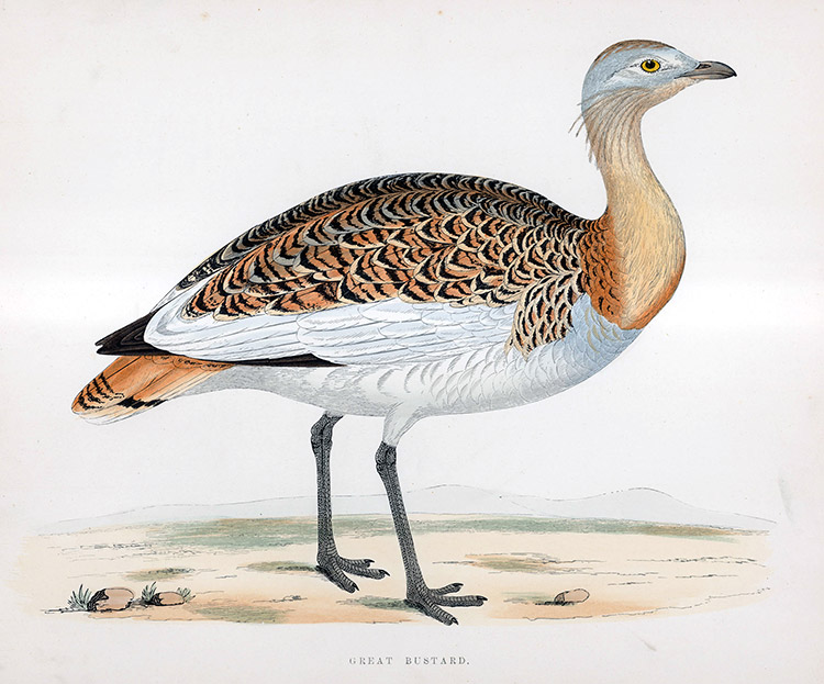 Great Bustard - hand coloured lithograph 1891 (Print) by Beverley R Morris Art at The Illustration Art Gallery