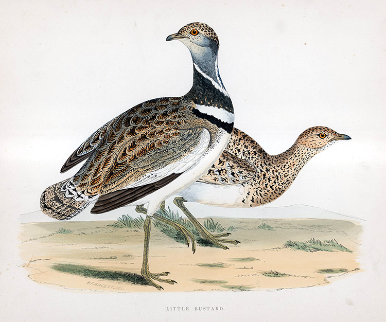 Little Bustard - hand coloured lithograph 1891 (Print) by Beverley R Morris Art at The Illustration Art Gallery