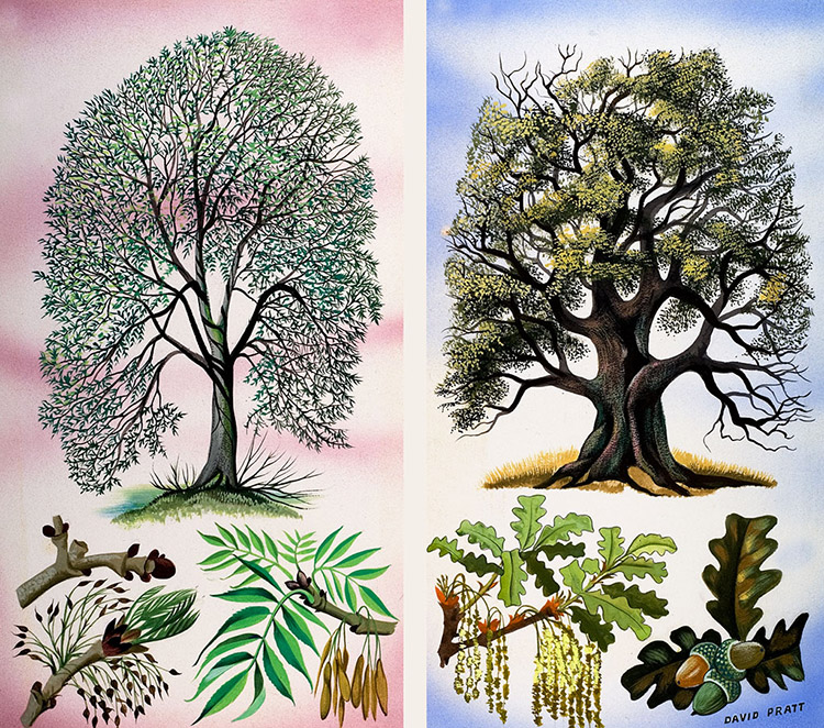 Ash and Oak Trees (Original) (Signed) by David Pratt Art at The Illustration Art Gallery