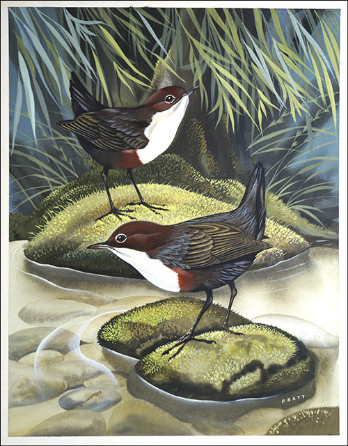 The Dipper, also known as the Water Ousel (Original) (Signed) by David Pratt Art at The Illustration Art Gallery