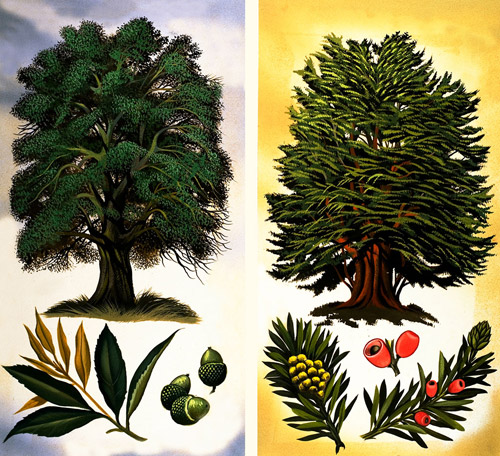 Holm Oak & Yew (Original) by David Pratt Art at The Illustration Art Gallery