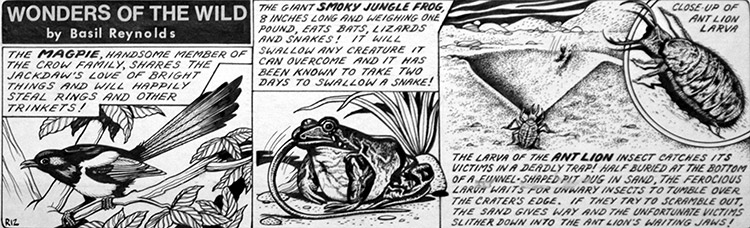 Wonders of the Wild - Smoky Jungle Frog (Original) by Basil Reynolds Art at The Illustration Art Gallery